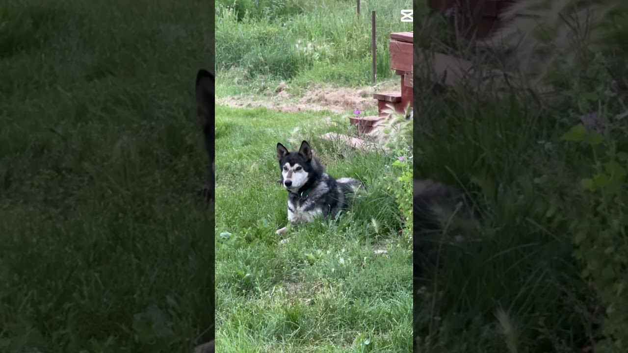 rest in peace💔 subscribe for him ￼￼￼ #husky #puppy