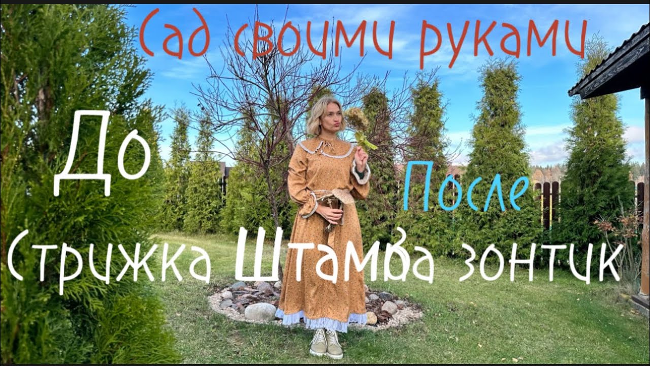 Куст на штамбе в вид зонтика. СТРИЖКА Туи в форме яруса фонтан. Уход за садом своими руками.