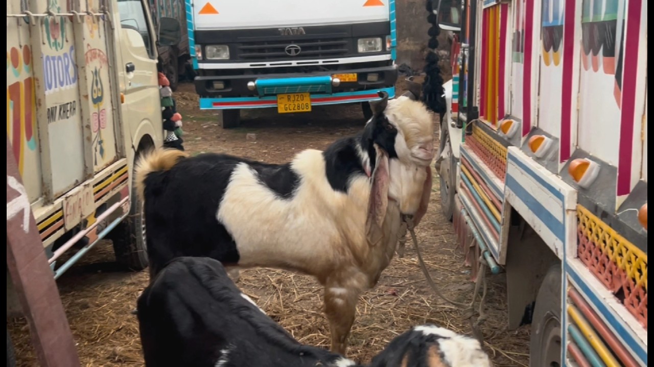 Kota bakra mandi rajasthan goat market live updet cover with price 14th February 2026