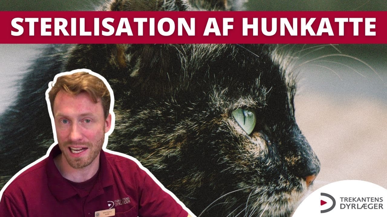 Sterilisation af katte
