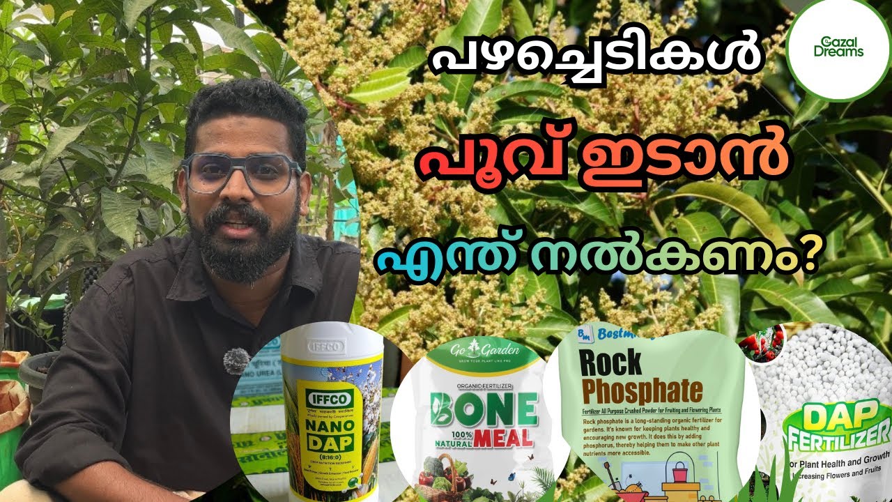 പഴച്ചെടികൾ പൂവ് ഇടാൻ എന്ത് നൽകണം|What fertilizer should be given to fruit plants to make them flower