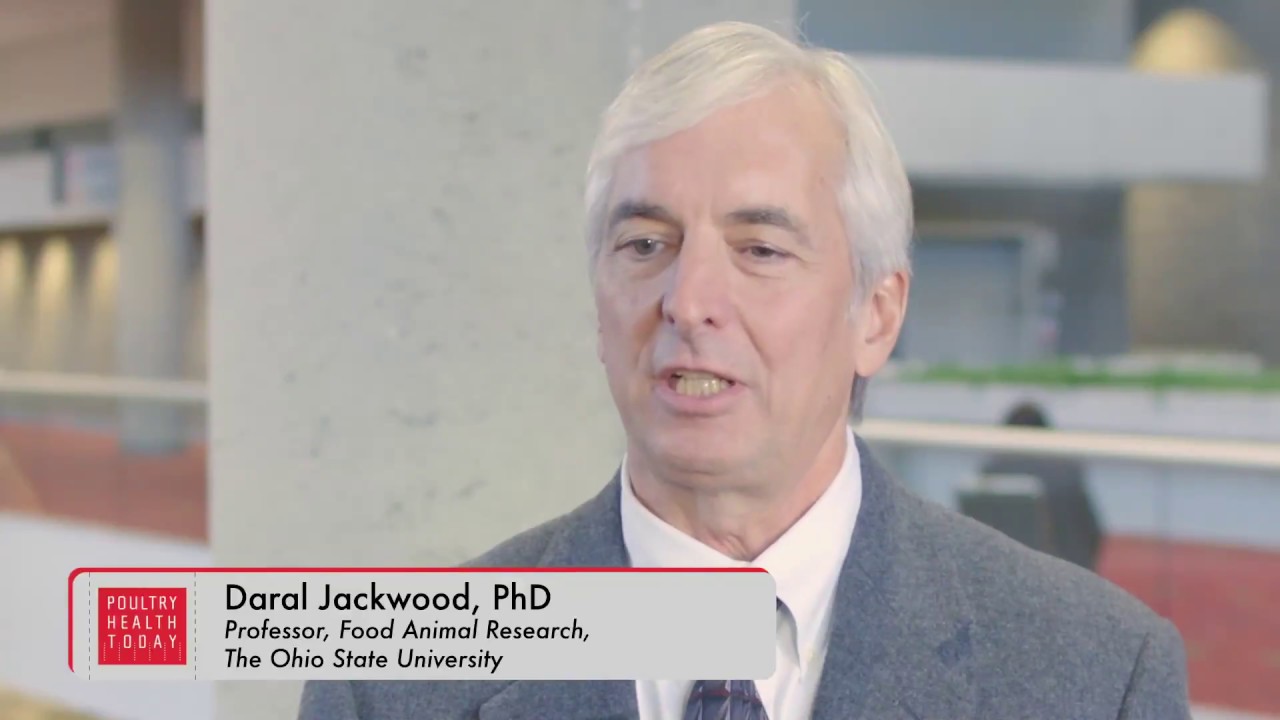 Infectious Bursal Disease: 'It's Never Black and White' with Dr. Daral Jackwood