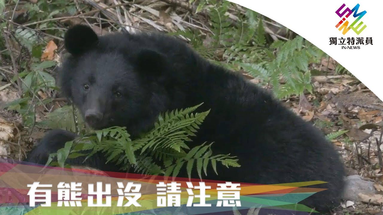 獨立特派員 第626集 (有熊出沒 請注意)
