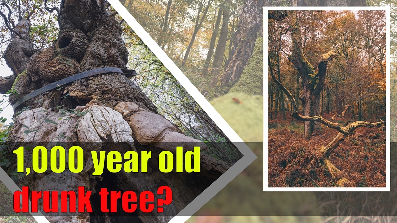 1,000 year old tree that's partial to a little cognac?! - Landscape photography