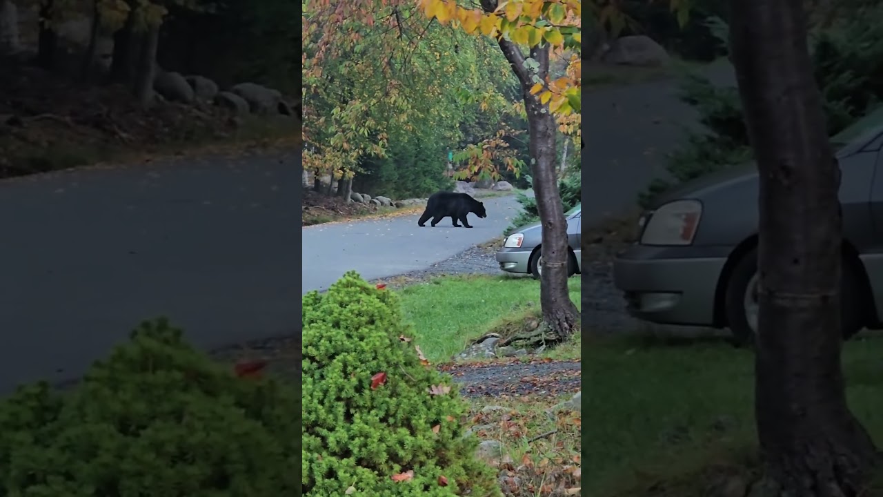 Resilient Bear Struggles with Injury in the Poconos 