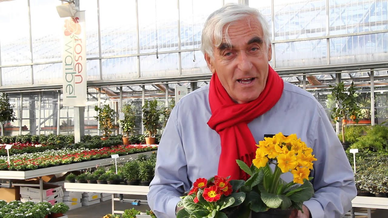 Die Primeln im VOL.AT-Gartentipp