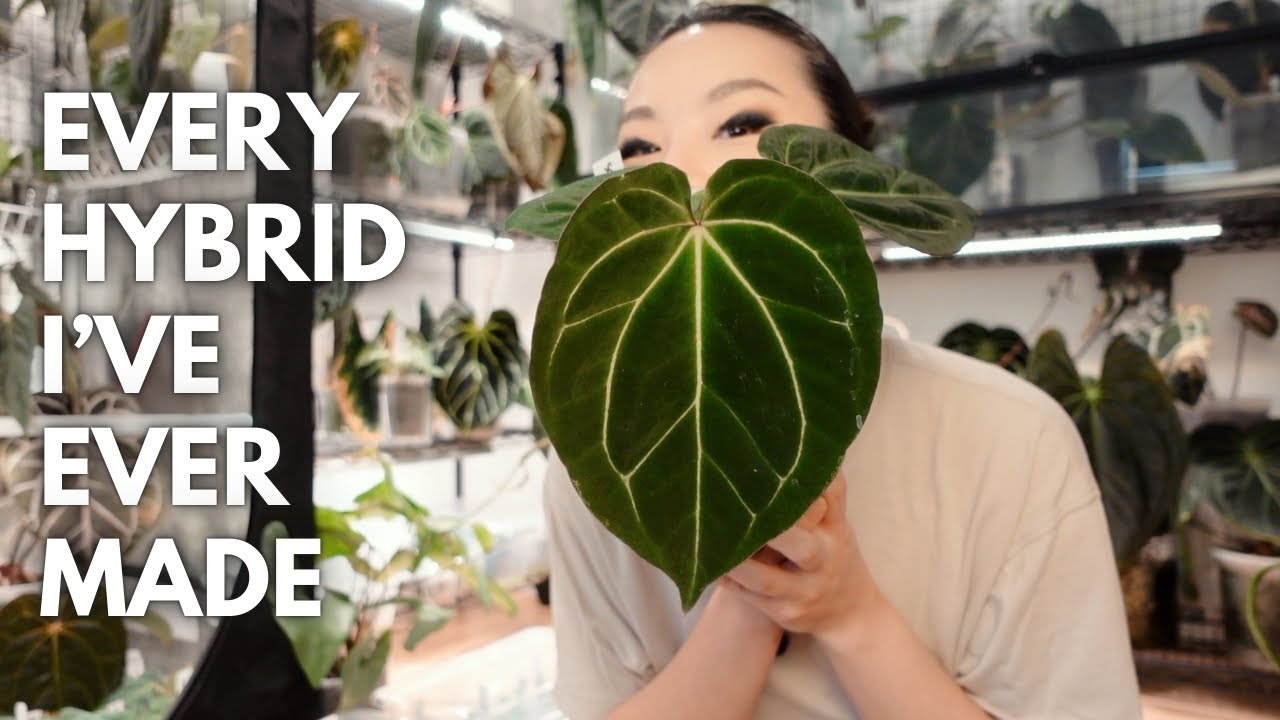 All of the anthurium hybrids I've ever made!