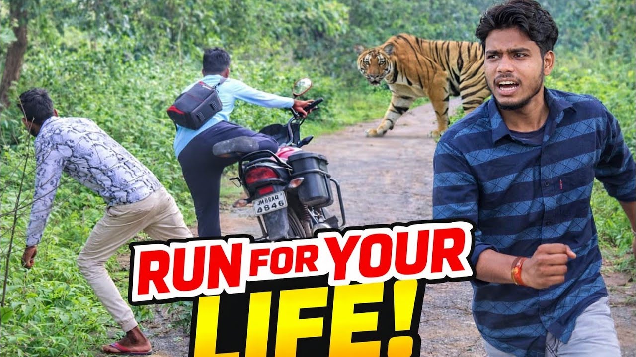 tiger attack man in the jungle | tiger attack in jungle, royal bengal tiger attack