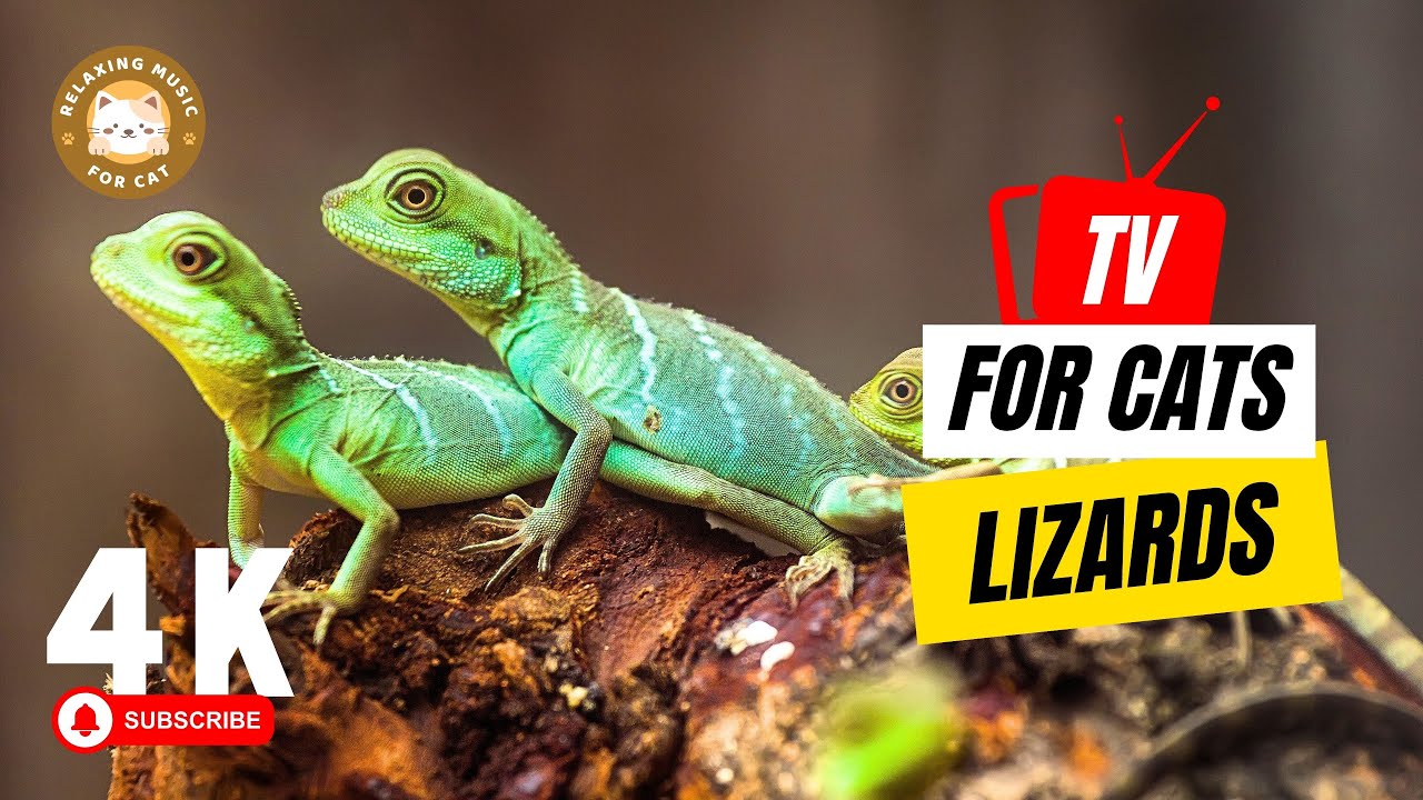 Cat TV 📺 TV for Cats to Watch Lizards! 🦎 Relaxing Music for Cat