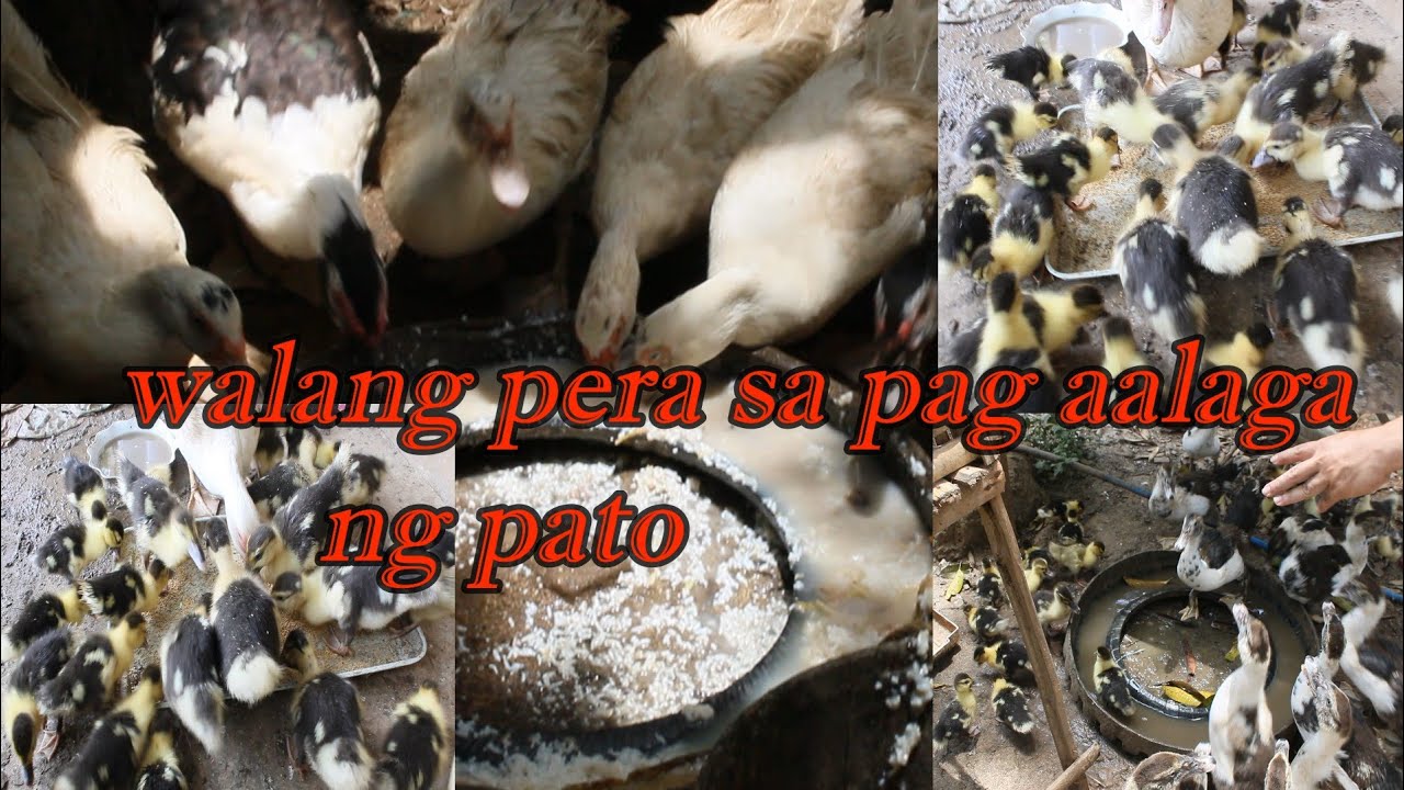 dahilan kung bakit walang kita sa pag,aalaga ng pato! #duckfarming