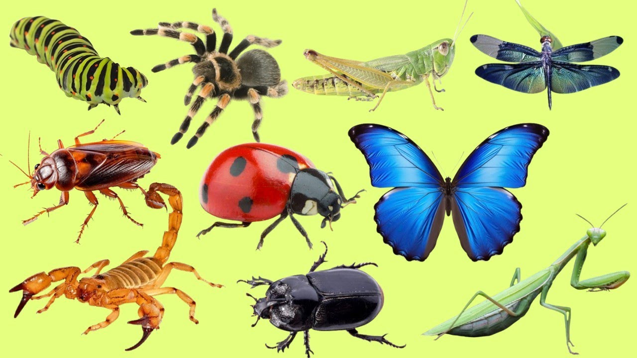Insects Names for Kids 🐞🦋 | Fun & Educational Insect Video for Babies and Toddlers.