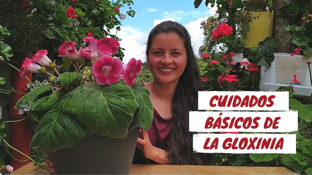 Cuidados básicos de las gloxíneas | Jardín Diaz