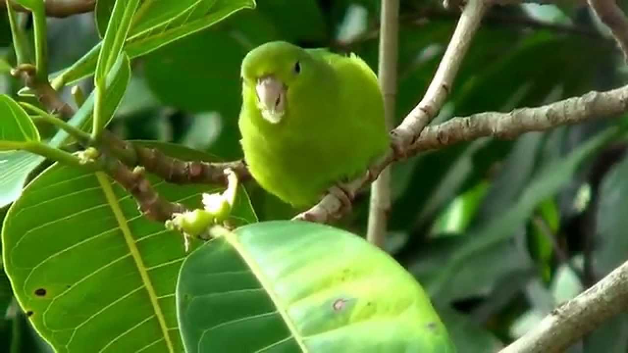 BLUE-WINGED PARROTLET Free in nature eating wild figs (FORPUS XANTHOPTERYGIUS), TUIM, PERIQUITO.