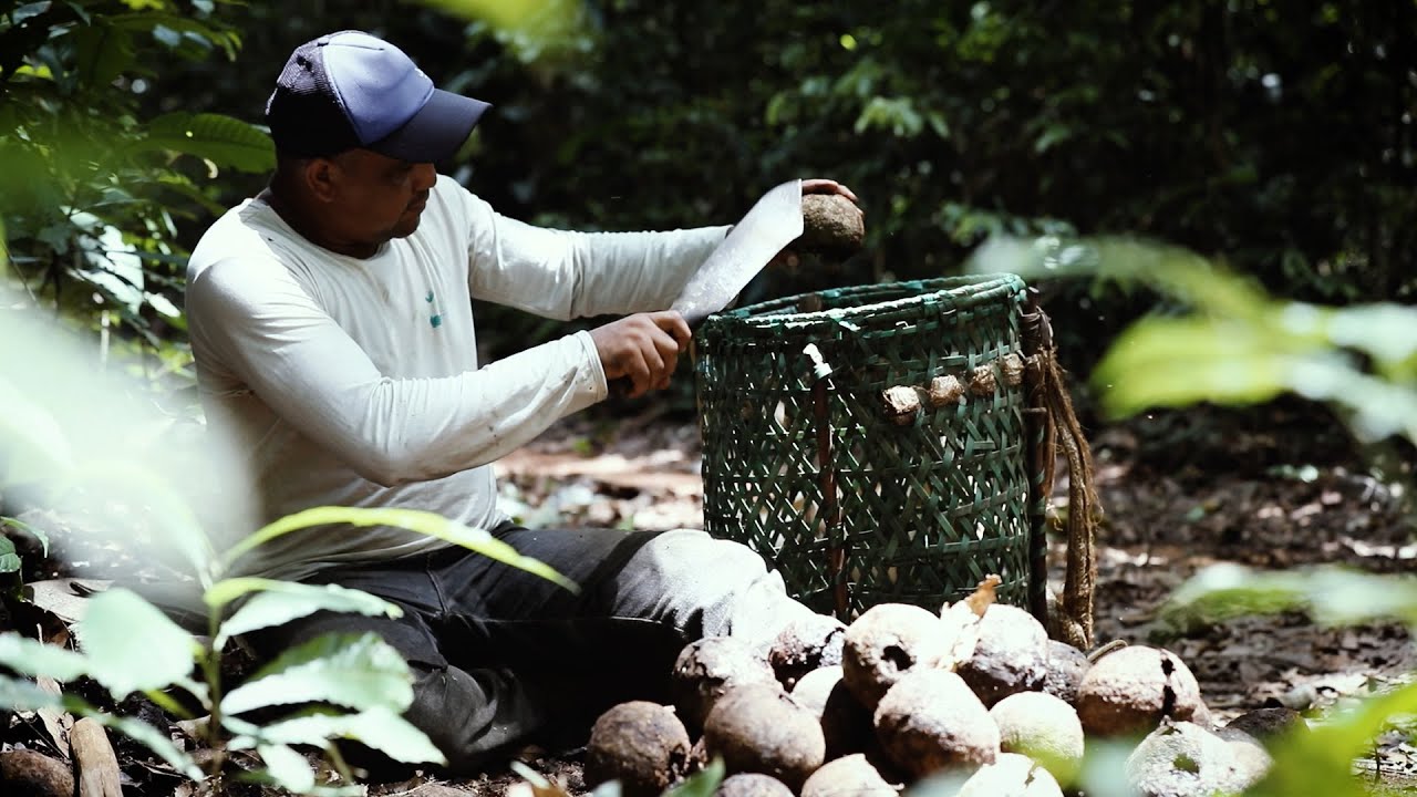 Castanha do Acre - Amazônia Legal 10x13