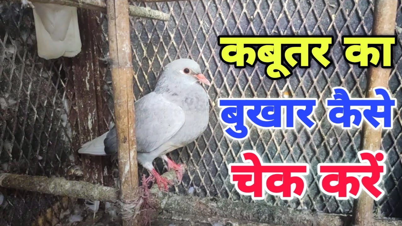 Kabootar Ka Bukhar Kaise Check Kre | कबूतर का बुखार कैसे चेक करें❣️🕊