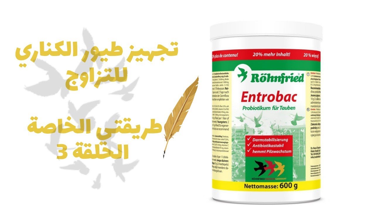 تجهيز طيور الكناري للتزاوج   طريقتي الخاصة الحلقة رقم 3 PREPARATION DES CANARIS POUR LA REPRODUCTION