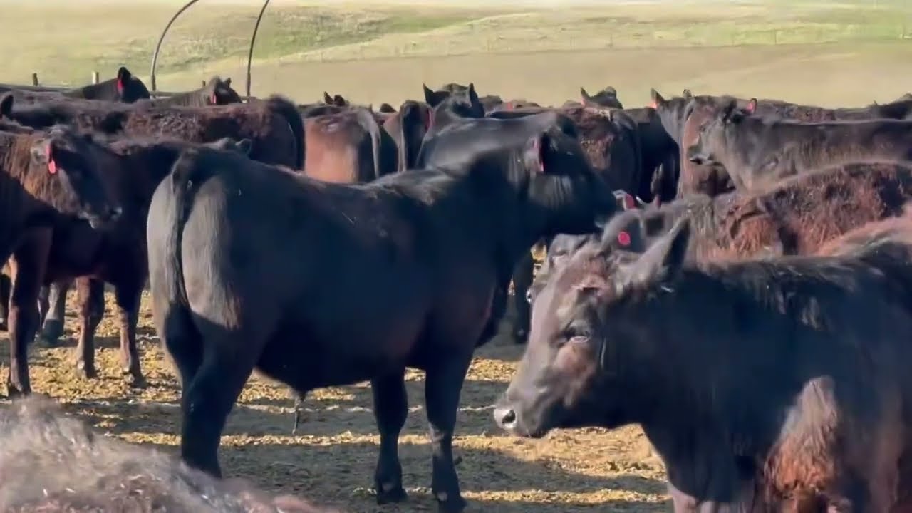SimAngus Steer Calves For Sale | Fairfield, Montana