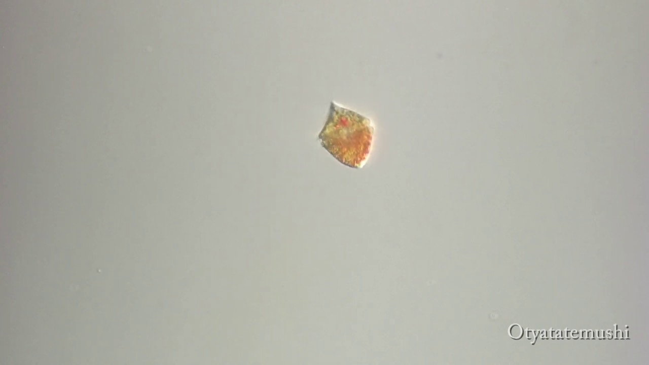 ハダカオビムシの一種（Gymnodinium sp.）