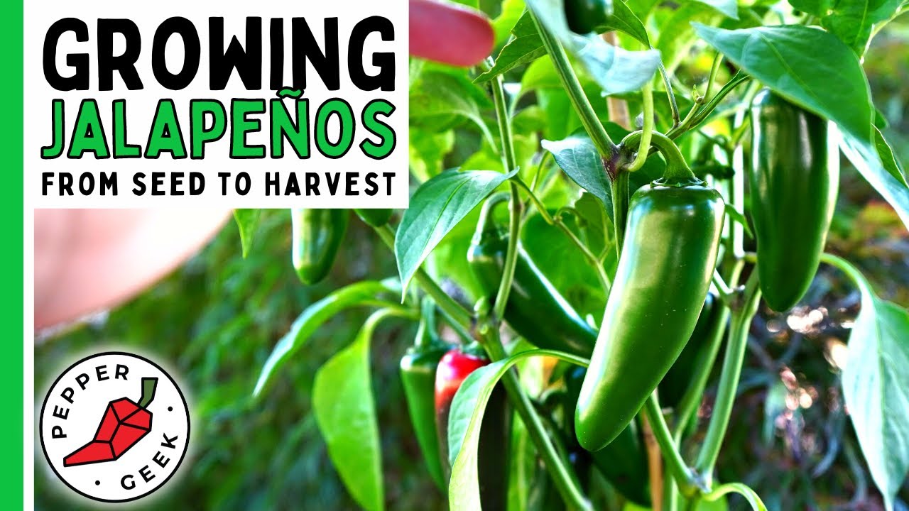 How To Grow Jalape&ntilde;o Peppers (For Beginners) From Seed To Harvest - Pepper Geek