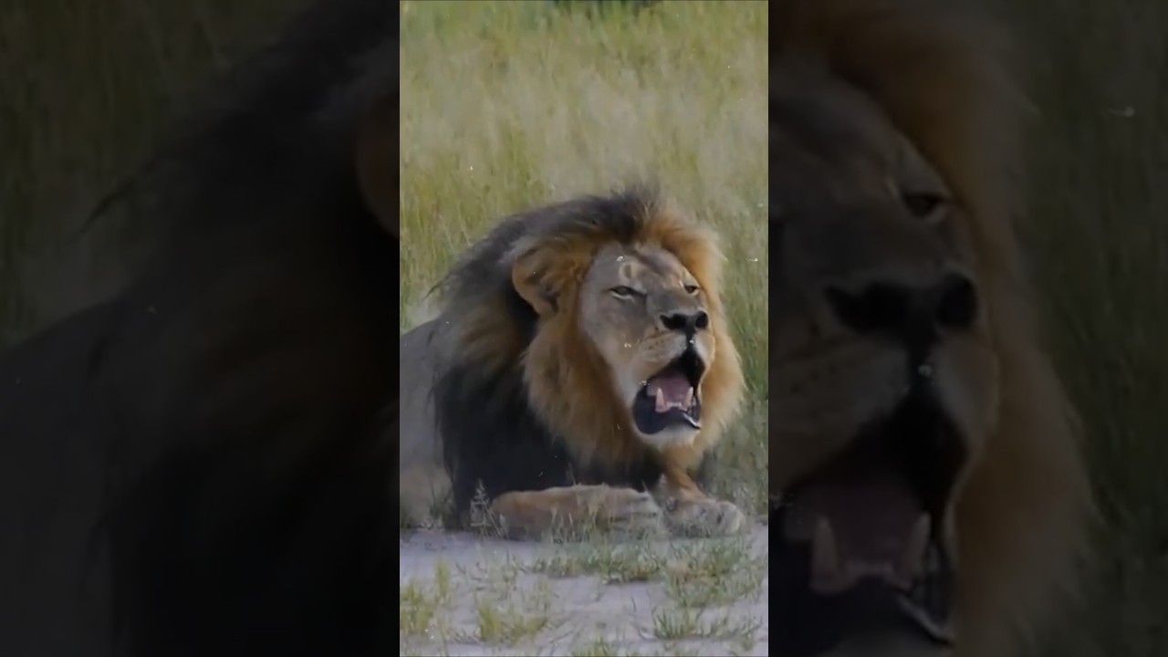The Fall of Cecil: The Lion Who Defied All Odds
