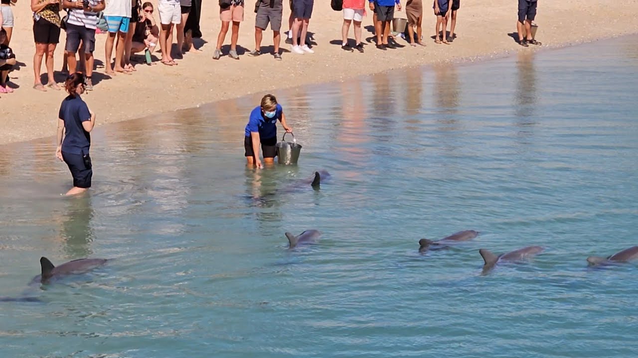Sharkbay  Monkey Mia Western Australia tour 6/4/2024
