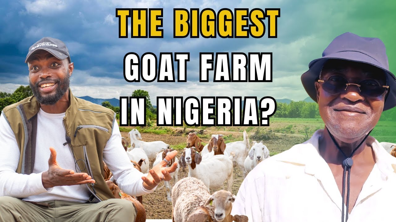 Nigerian Senator Builds The BIGGEST Goat Farm In HIS STATE!