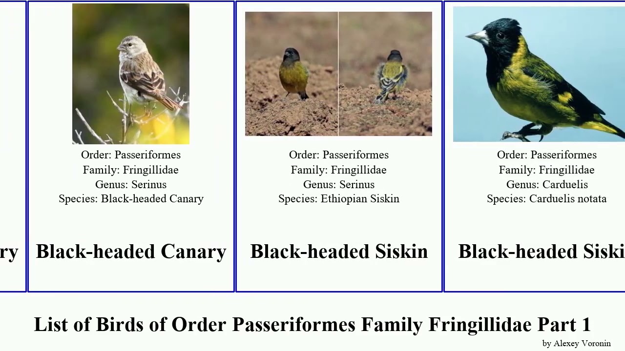 List of Birds of Order Passeriformes Family Fringillidae Part 1 siskin canary finch black-headed