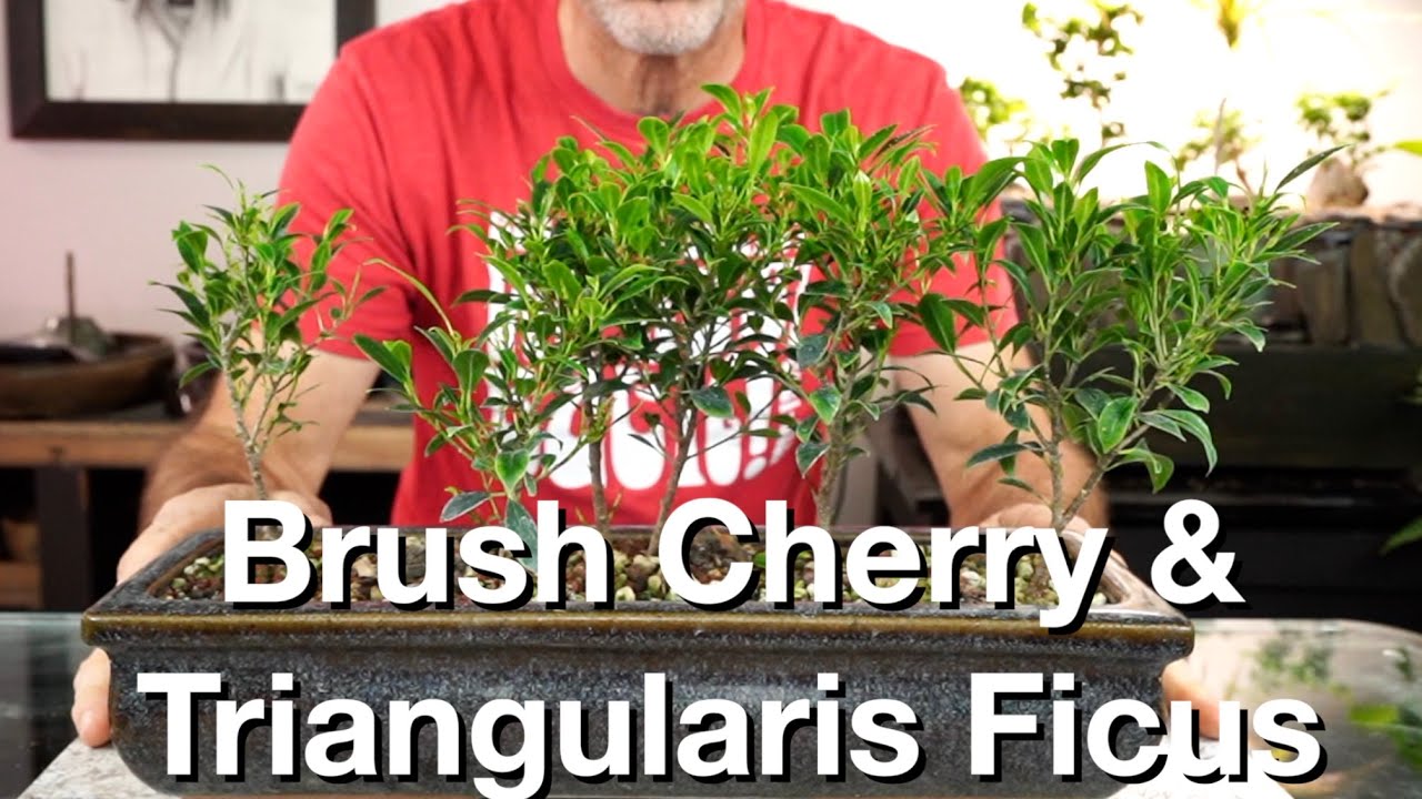 Brush Cherry & Triangularis Ficus:  Dave's Bonsai E261