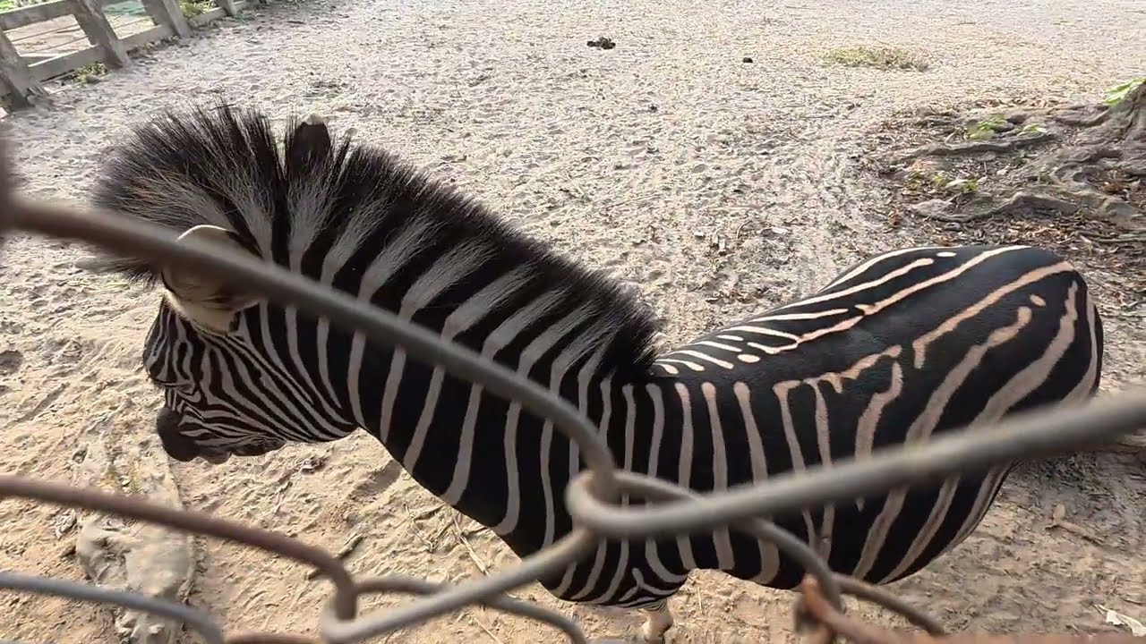 🦓🦓 Zebra (জেব্রা)  🦓🦓 | Naturally designed in  black and white