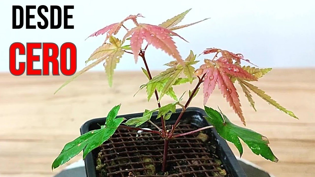 Creando BONSAI desde Cero - Arce Palmatum 🍁