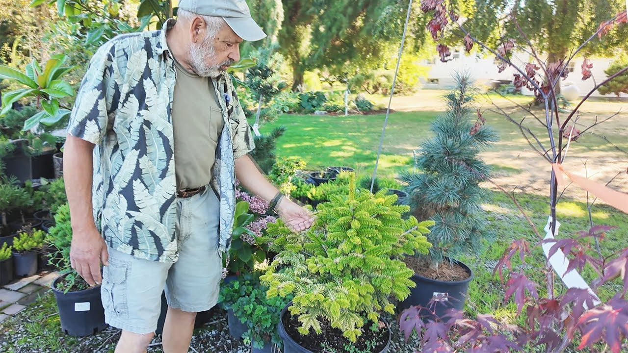 A Dwarf Conifer Nursery Tour - Pines, Firs and more!