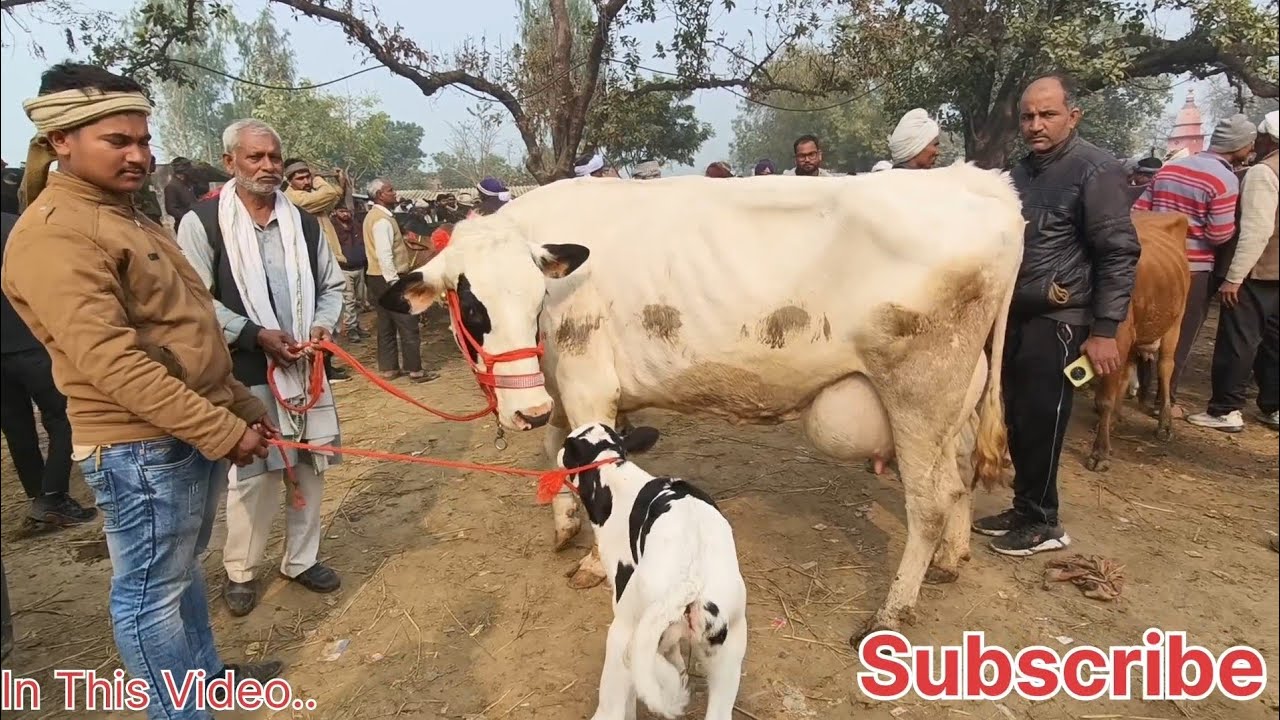 मौहरिया पशु बाजार प्रयागराज | Mouhariya Pashu Bajar Paryagraj Uttar Pradesh Uttar Pradesh #cowmarket
