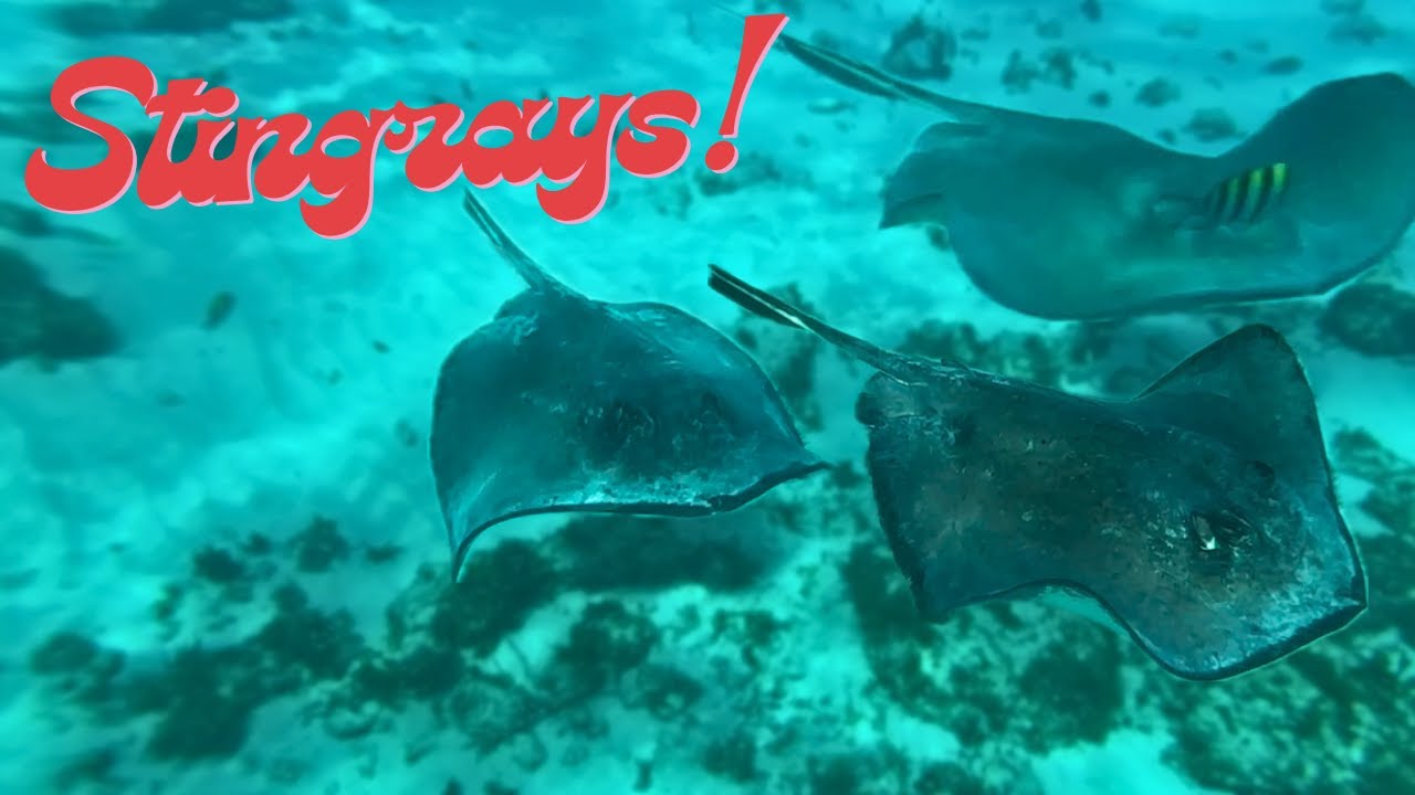 Top Grand Cayman Tour Starfish, Stingrays & Coral Reefs!