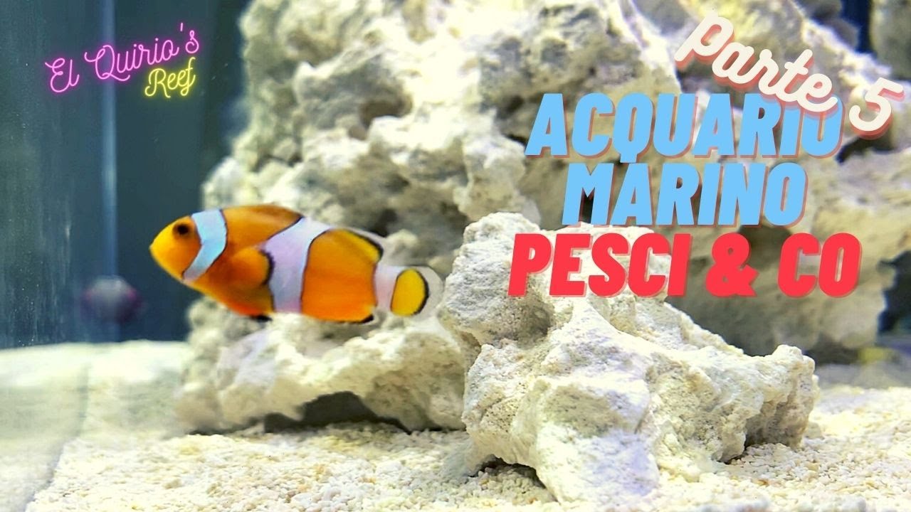 #5 Come allestire un acquario marino - Parte 5 - I primi abitanti