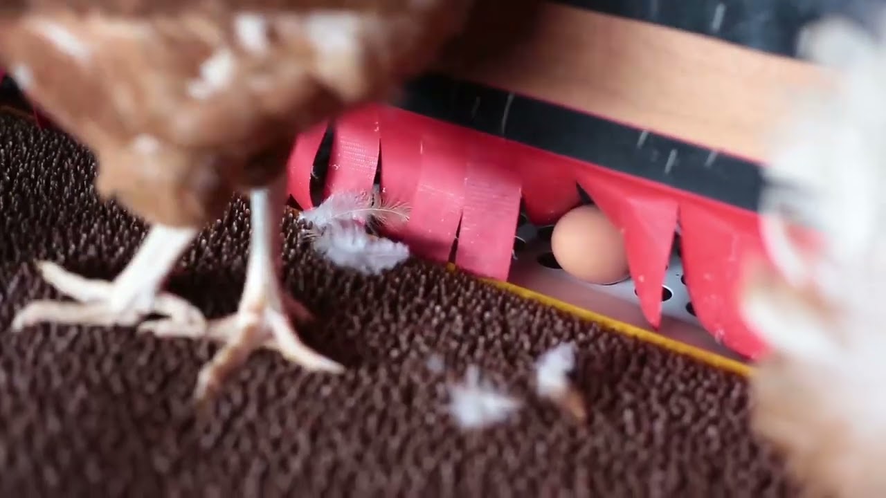 Sistema de ninhos autom&aacute;ticos para cria&ccedil;&atilde;o de aves soltas