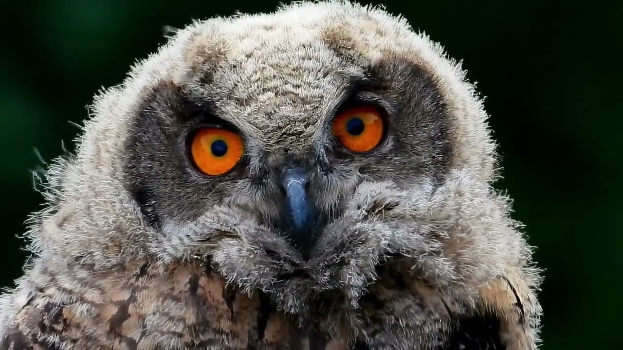 Puerta de Extremadura: El territorio de las aves