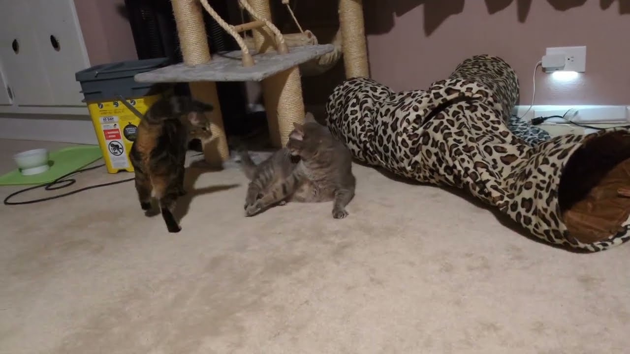 Vocal Cats Gently Play Wrestling 