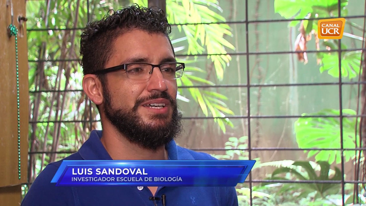 Luis Sandoval, biólogo ucr investigador del canto de aves por Alejandra Fernández B.