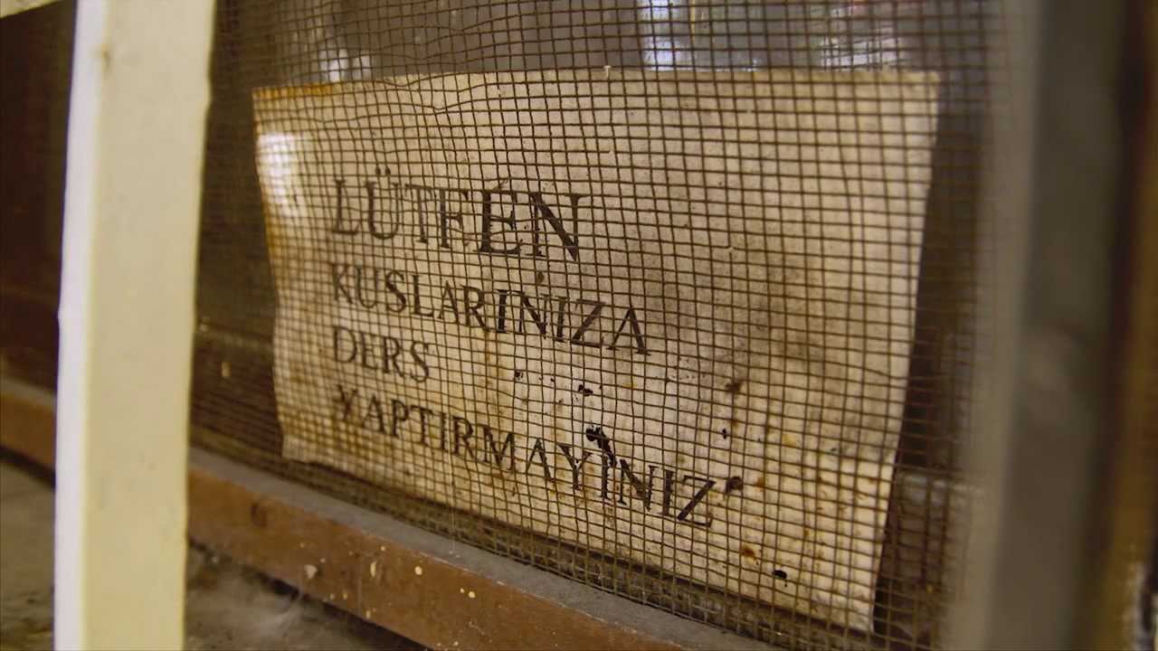 İstanbul'un Kuşçuları (Birdmen of Istanbul)