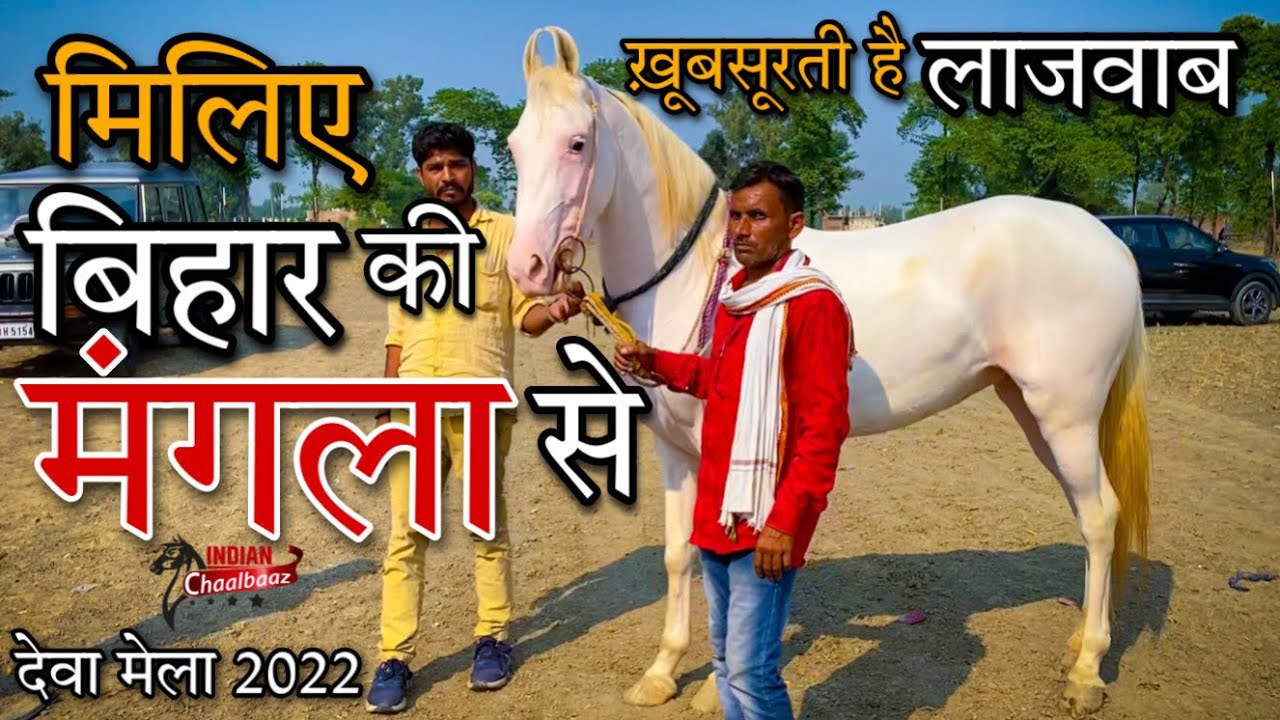 बिहार की मंगला घोड़ी की ख़ूबसूरती है देखने लायक़ 8787294596 Deva Mela 2022 Barabanki (UP)