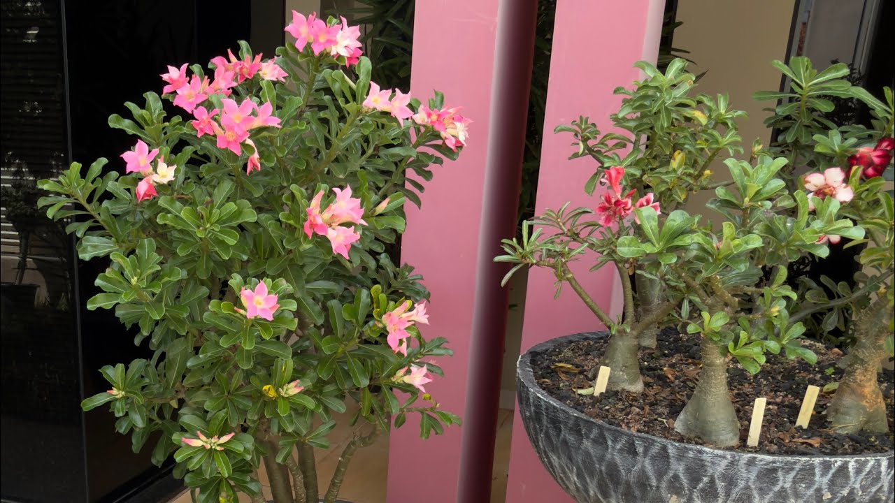 Passeio pelo jardim + atualizações + novidades no meu jardim 😍🌺