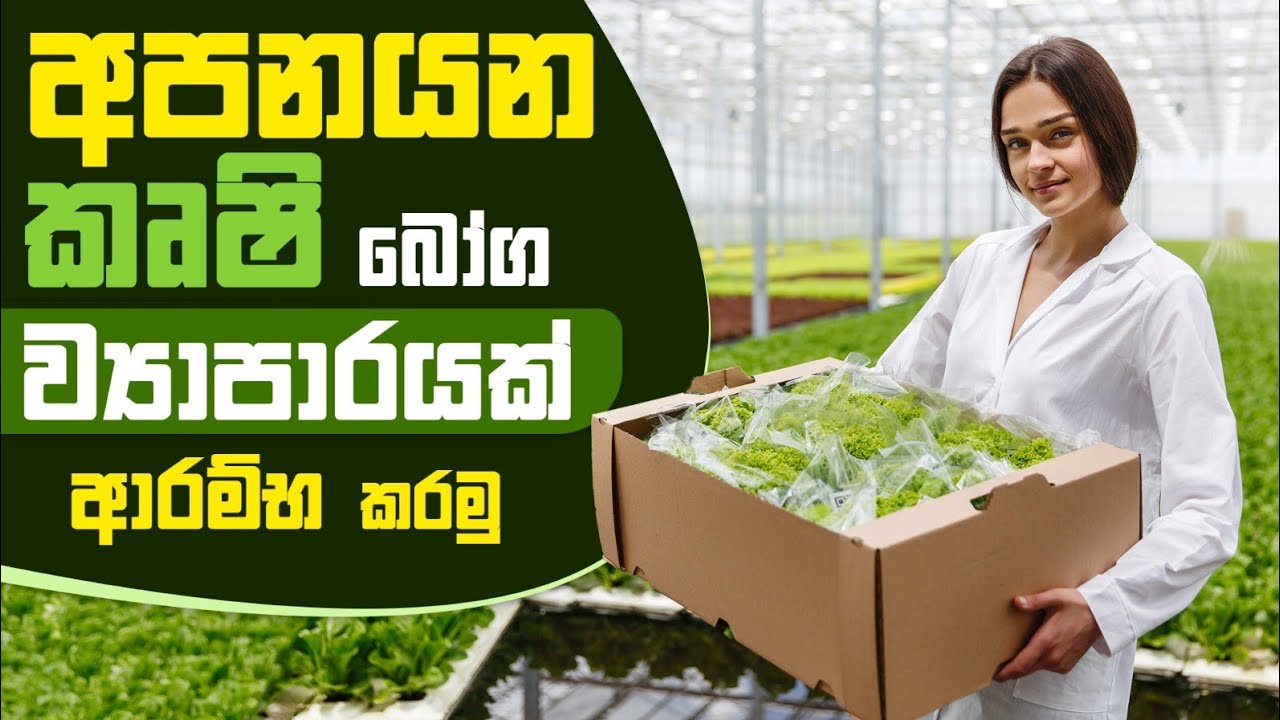 අපනයන කෘෂි බෝග ව්‍යාපාරයක් ආරම්භ කරමු | Let's start an export agricultural crop business #coconut