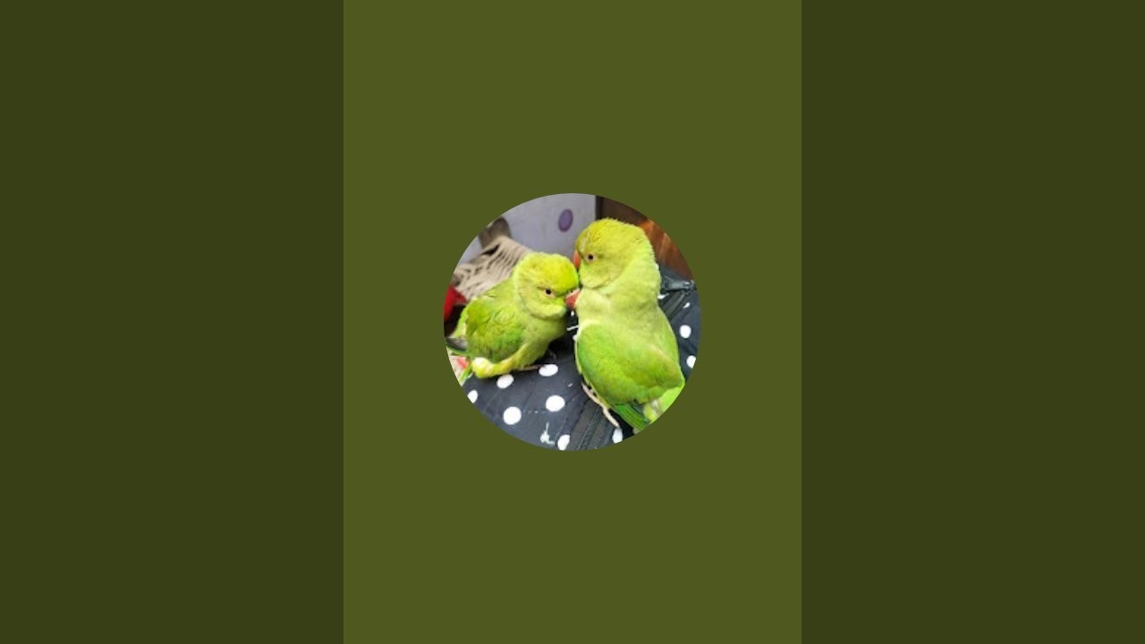 आज की लाइव में धमाका 🔥 | चुलबुल जोजो की नटखट हरकतें 🦜😂