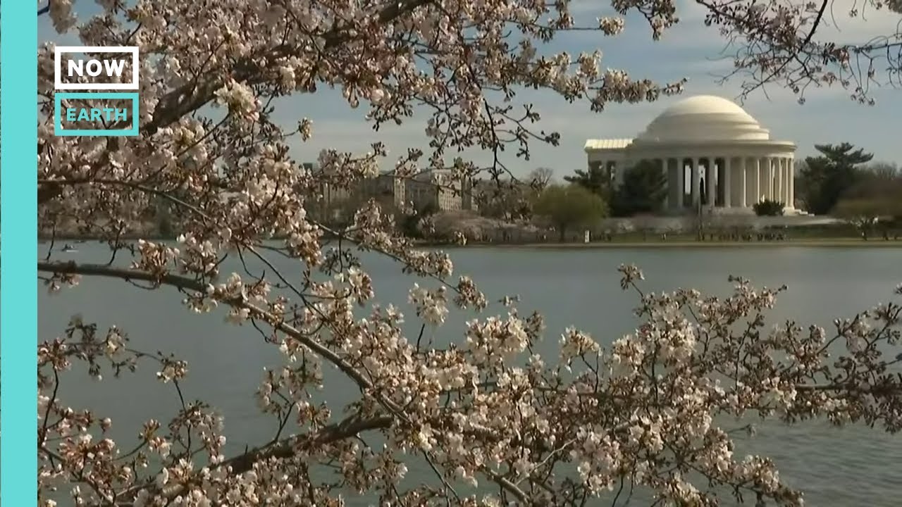 Cherry Blossoms in Bloom in Washington, D.C.