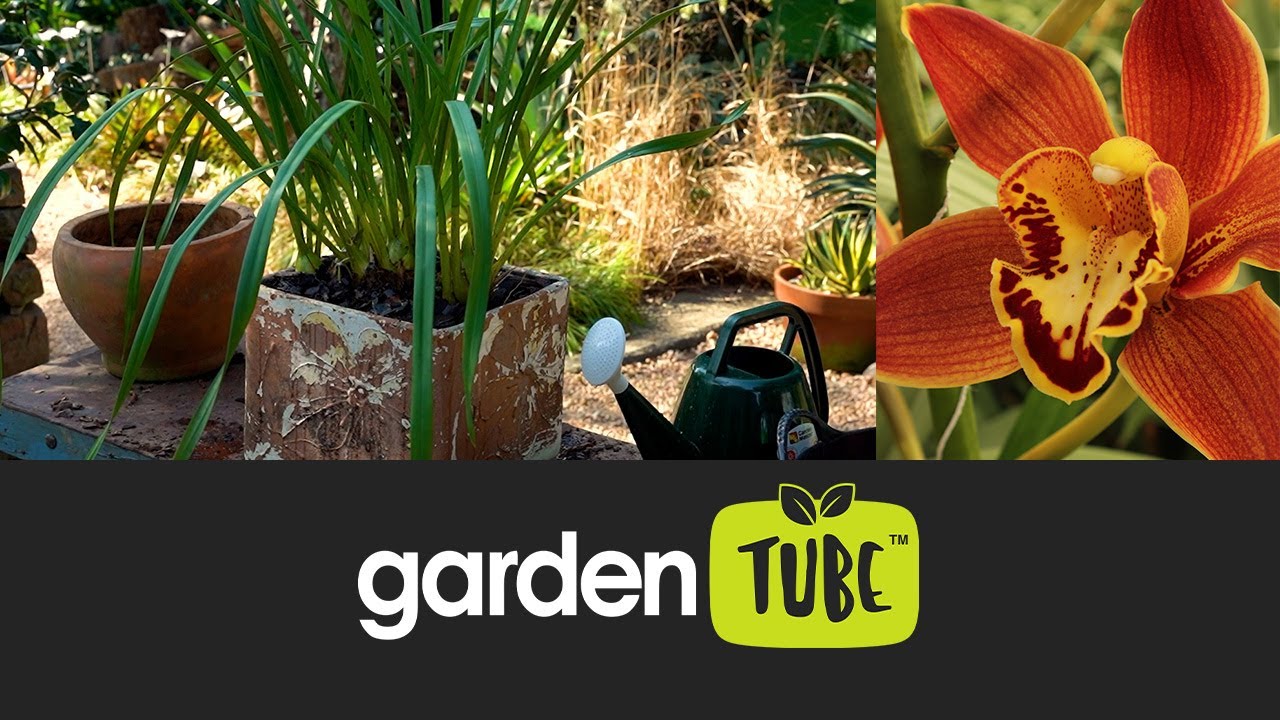 How to repot a cymbidium orchid