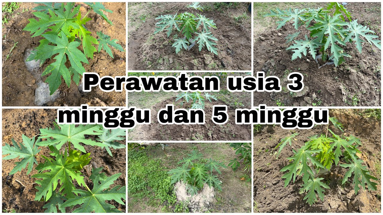 Perawatan pepaya usia 3 minggu dan 5 minggu
