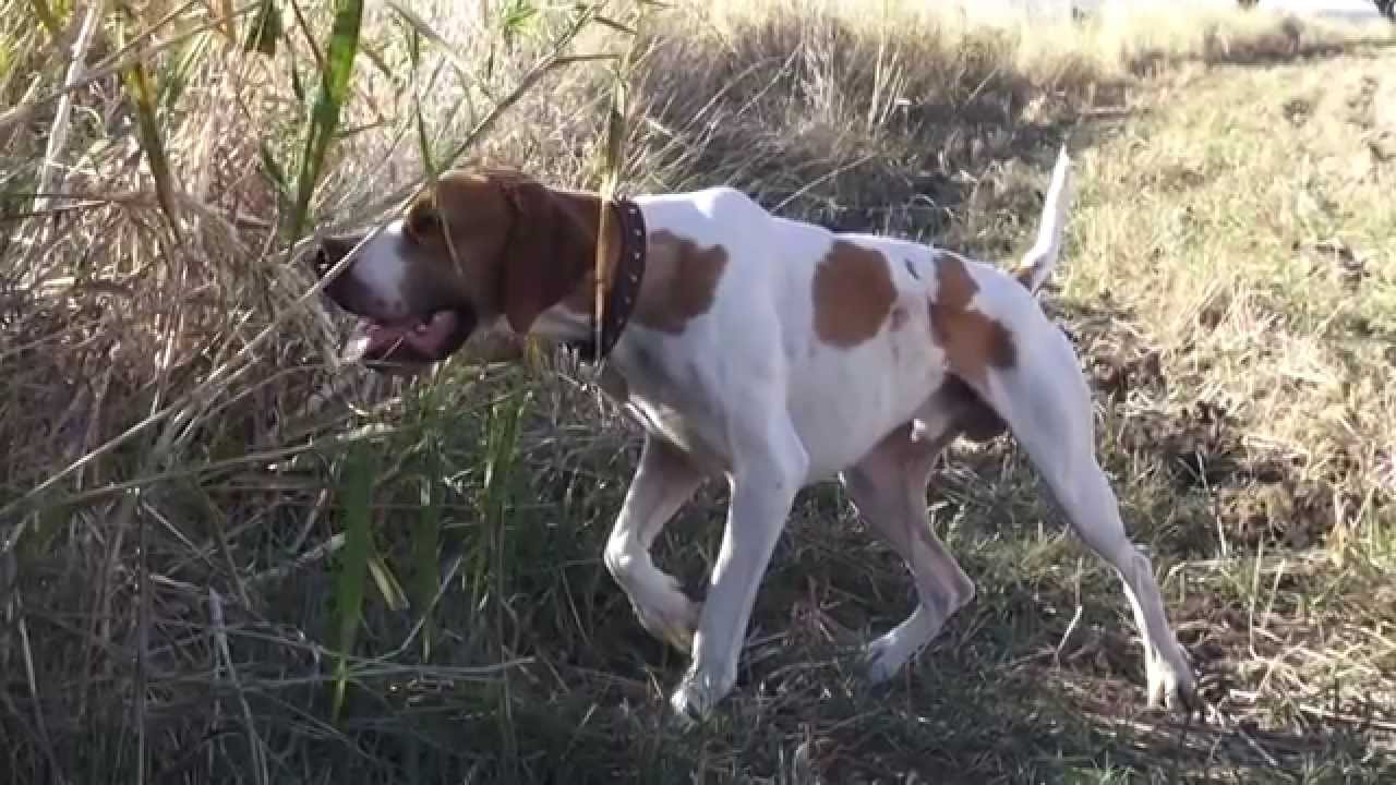 Pointer mi Setter mi?