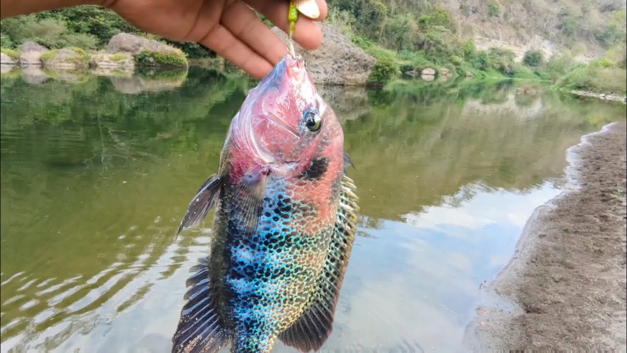 pescando mojarras con cuchara 🥄