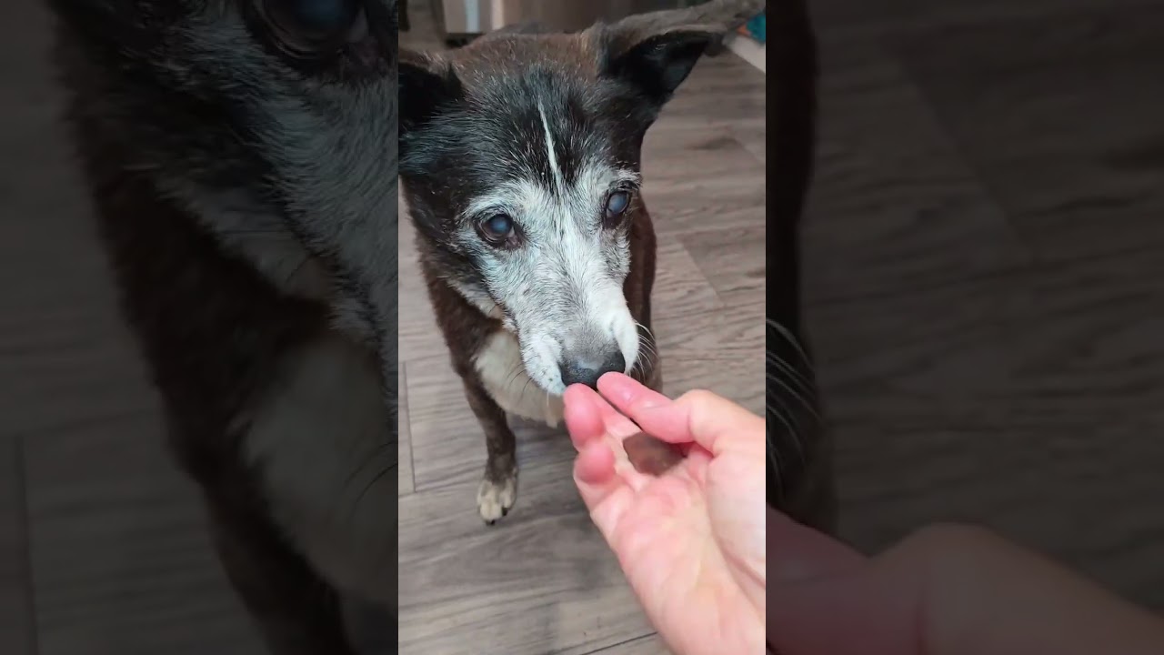 Milk-Bone Peanut Butter Dog Treats Review 🐾 Soft, Tasty & Clean!