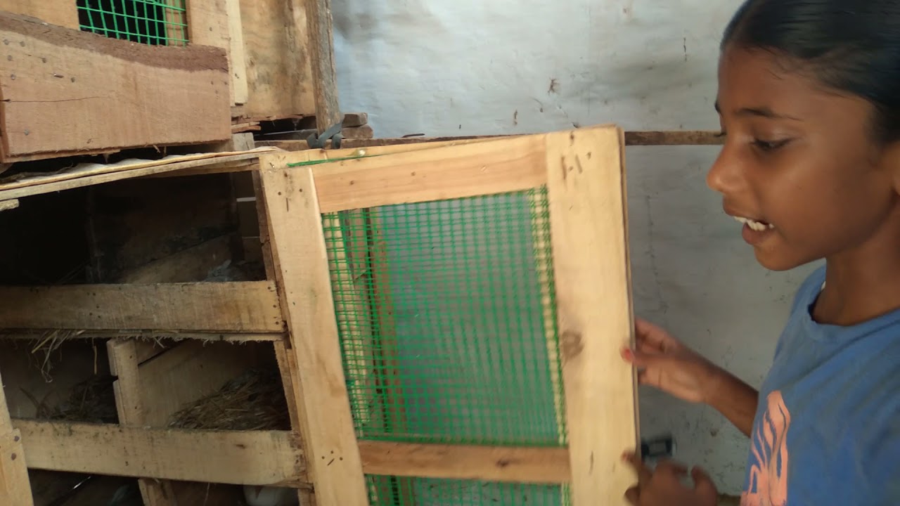 Apple Box pigeon cage update